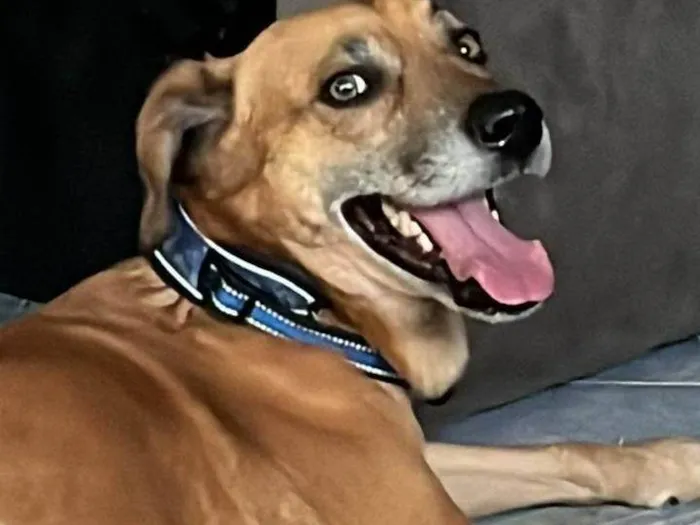 Cachorro ra a SRD-ViraLata idade 6 ou mais anos nome Jake