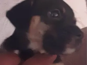 Cachorro raça SRD-ViraLata idade 2 a 6 meses nome Sem nome