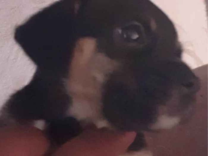 Cachorro ra a SRD-ViraLata idade 2 a 6 meses nome Sem nome