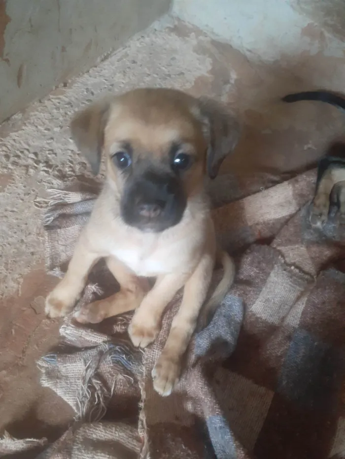 Cachorro ra a SRD-ViraLata idade 2 a 6 meses nome Sem nome