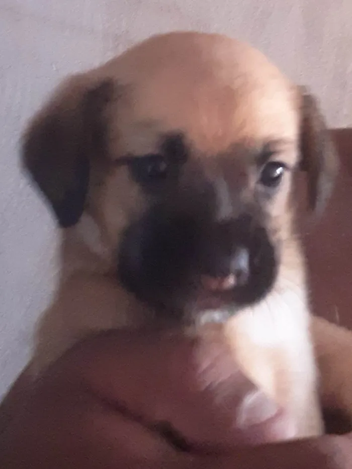 Cachorro ra a SRD-ViraLata idade 2 a 6 meses nome Sem nome