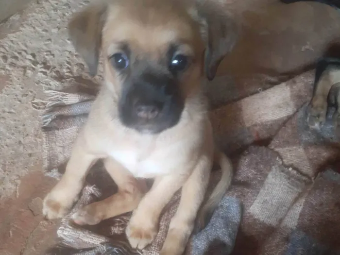 Cachorro ra a SRD-ViraLata idade 2 a 6 meses nome Sem nome