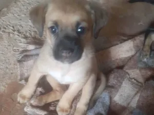Cachorro raça SRD-ViraLata idade 2 a 6 meses nome Sem nome