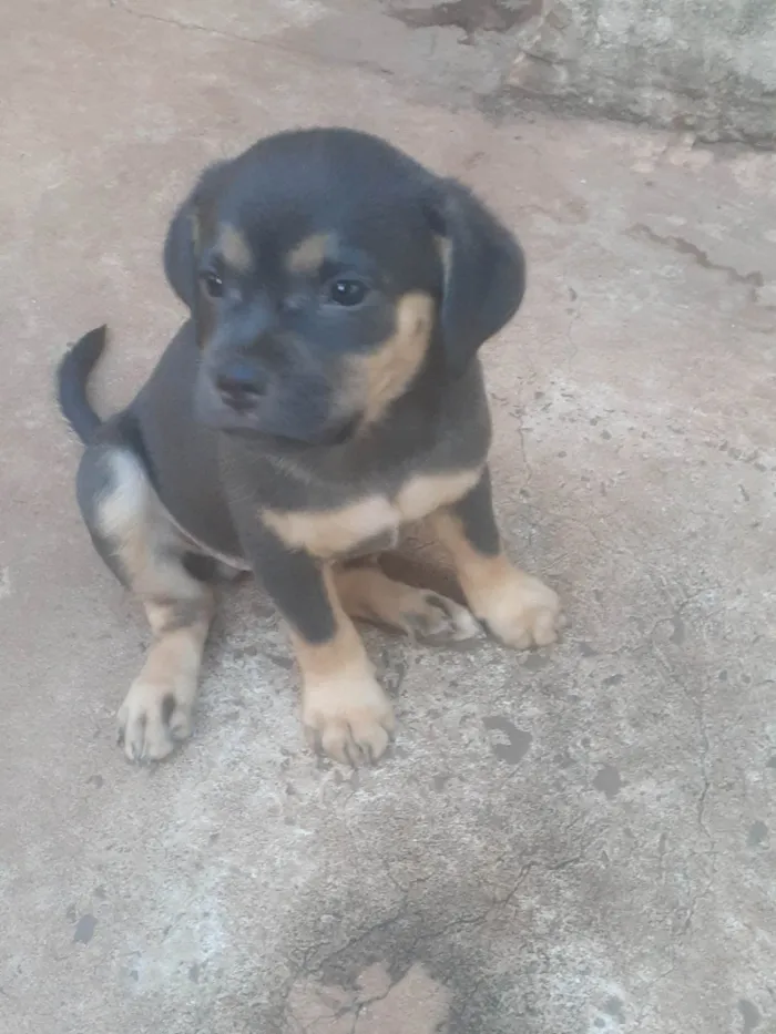 Cachorro ra a SRD-ViraLata idade 2 a 6 meses nome Sem nome