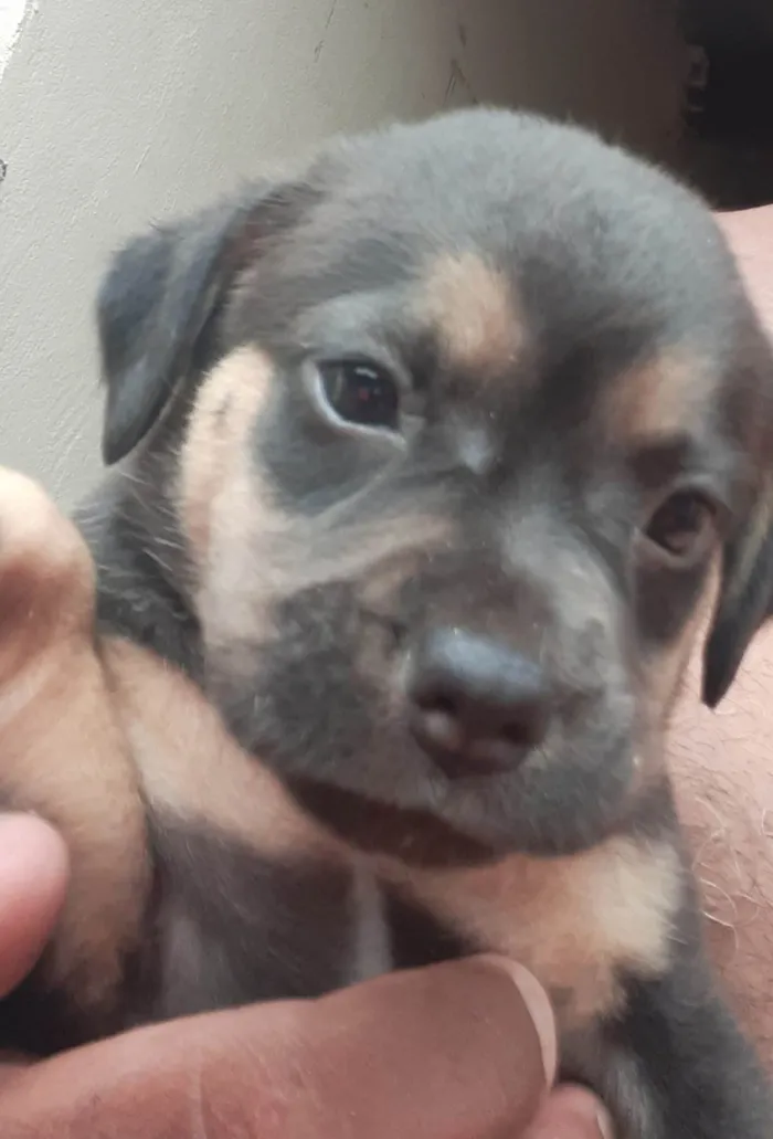 Cachorro ra a SRD-ViraLata idade 2 a 6 meses nome Sem nome