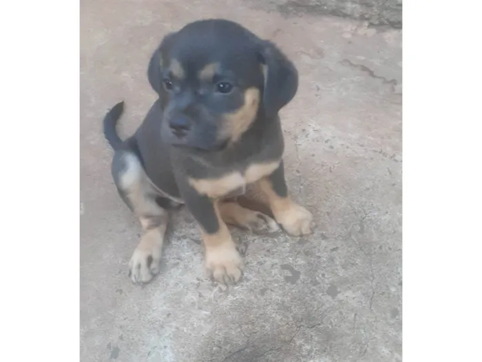 Cachorro ra a SRD-ViraLata idade 2 a 6 meses nome Sem nome