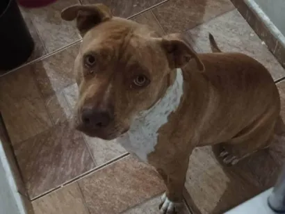 Cachorro raça Pit-Bull idade 2 a 6 meses nome Kiara 