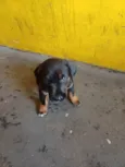 Mel
