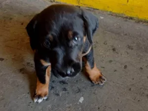 Cachorro raça Rottweiler idade Abaixo de 2 meses nome Mel