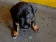 Mel
