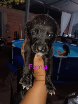 Cachorro raça SRD-ViraLata idade Abaixo de 2 meses nome Vanessa 