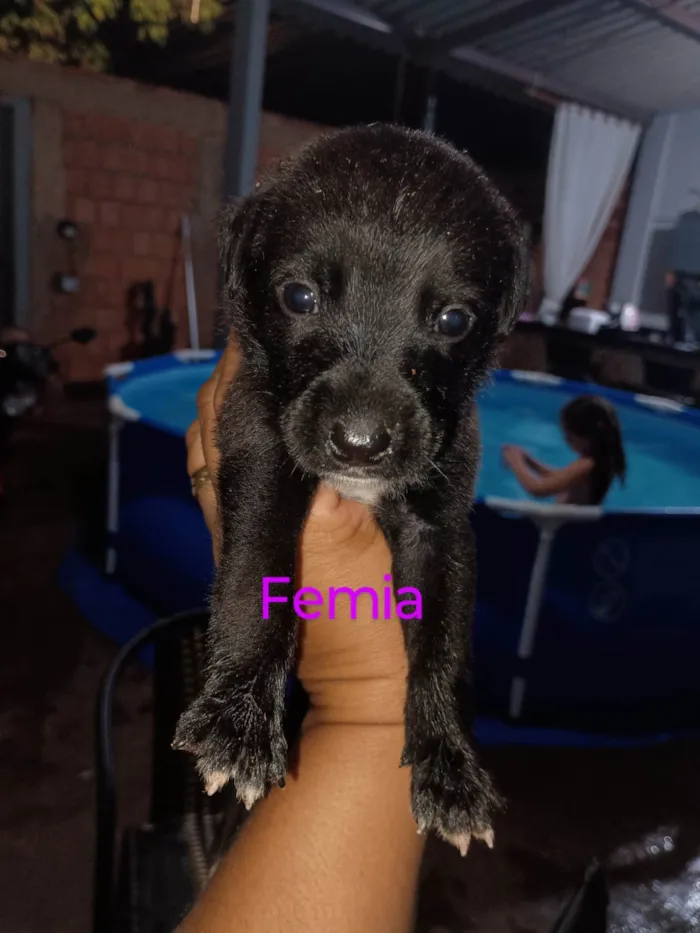 Cachorro ra a SRD-ViraLata idade Abaixo de 2 meses nome Vanessa 