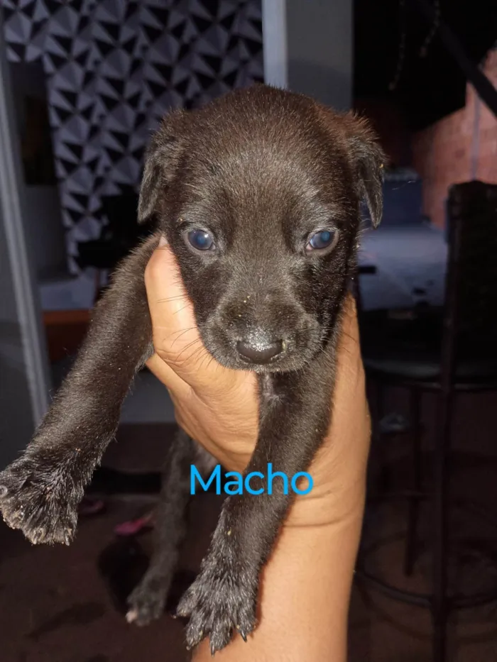 Cachorro ra a SRD-ViraLata idade Abaixo de 2 meses nome Vanessa 