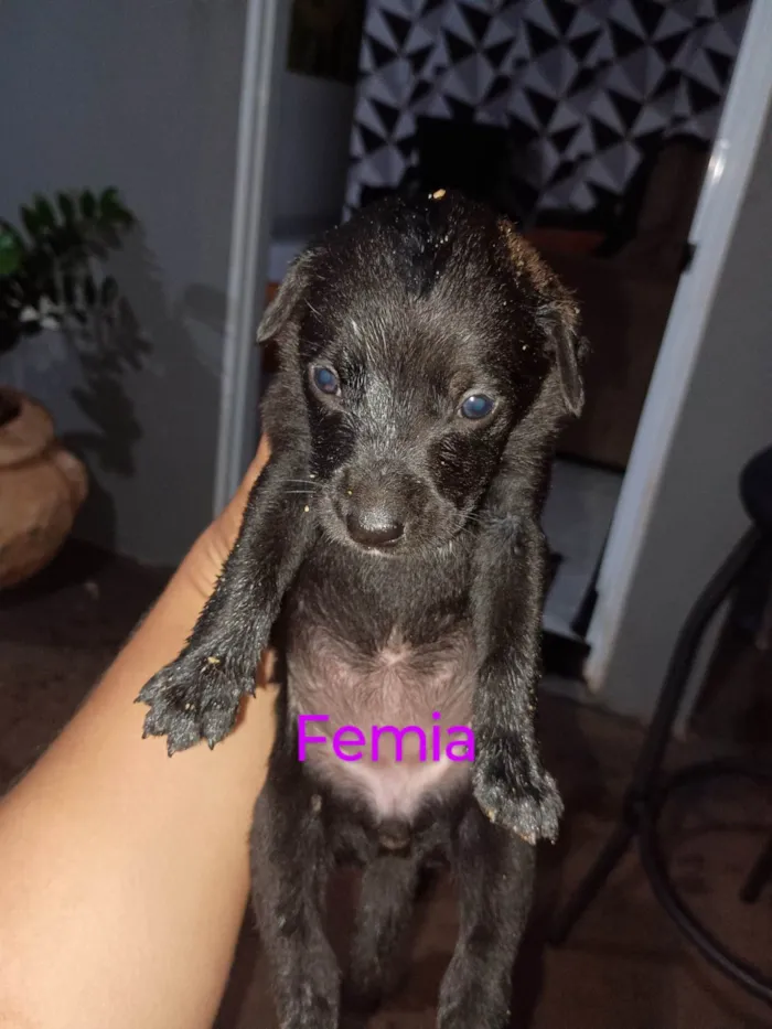 Cachorro ra a SRD-ViraLata idade Abaixo de 2 meses nome Vanessa 