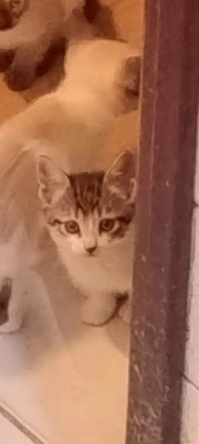 Gato ra a SRD-ViraLata idade Abaixo de 2 meses nome Florzinha
