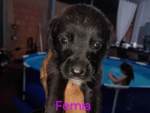 Cachorro raça SRD-ViraLata idade Abaixo de 2 meses nome Vanessa 