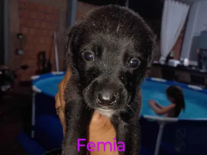 Cachorro raça SRD-ViraLata idade Abaixo de 2 meses nome Vanessa 