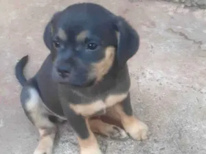 Cachorro raça SRD-ViraLata idade 2 a 6 meses nome Sem nome