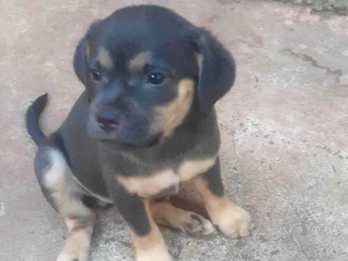 Cachorro ra a SRD-ViraLata idade 2 a 6 meses nome Sem nome