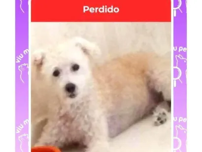 Cachorro raça Poodle idade 6 ou mais anos nome Pituxo 