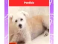 Pituxo