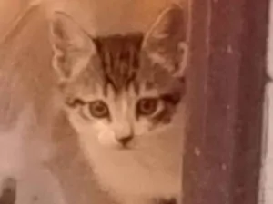 Gato raça SRD-ViraLata idade Abaixo de 2 meses nome Florzinha