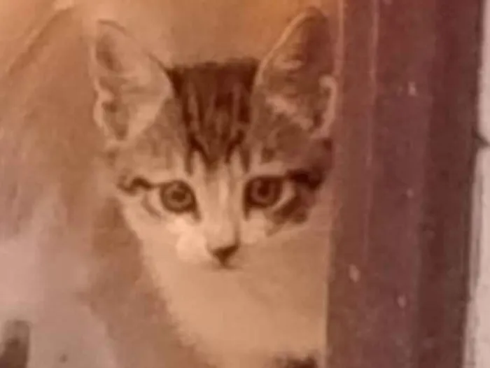 Gato ra a SRD-ViraLata idade Abaixo de 2 meses nome Florzinha