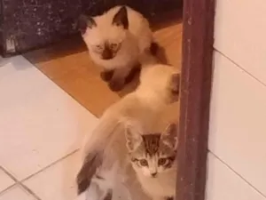 Gato raça Siamês idade Abaixo de 2 meses nome Mingau 