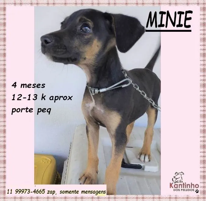 Cachorro ra a SRD-ViraLata idade 2 a 6 meses nome Minie