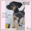 Minie