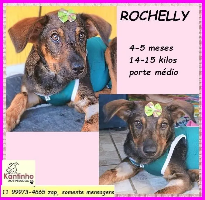 Cachorro ra a SRD-ViraLata idade 2 a 6 meses nome Rochelly