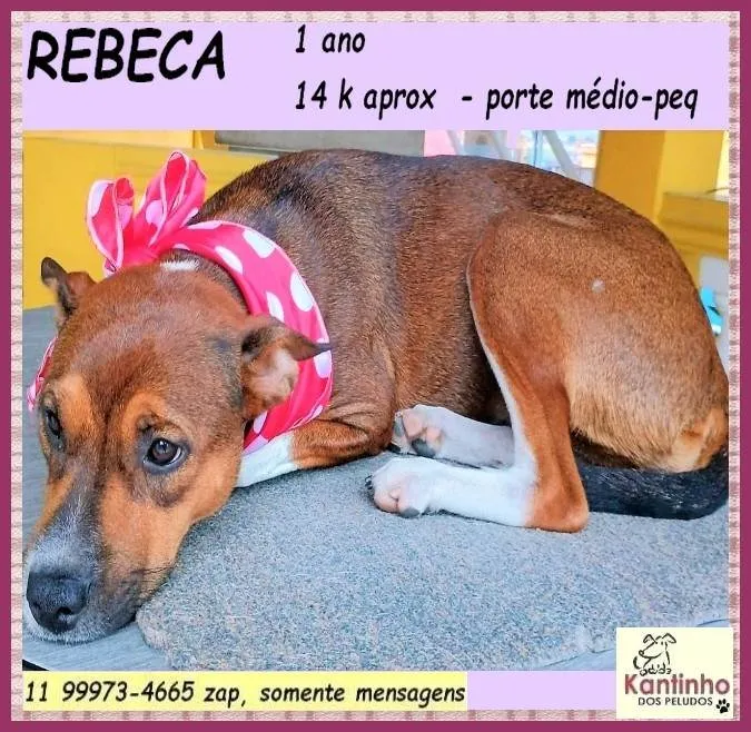 Cachorro ra a SRD-ViraLata idade 1 ano nome Rebeca
