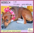 Rebeca