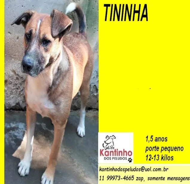Cachorro ra a SRD-ViraLata idade 1 ano nome Tininha
