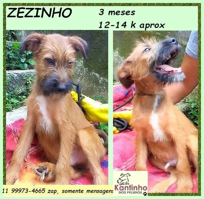 Cachorro ra a SRD-ViraLata idade 2 a 6 meses nome Zezinho