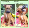 Zezinho