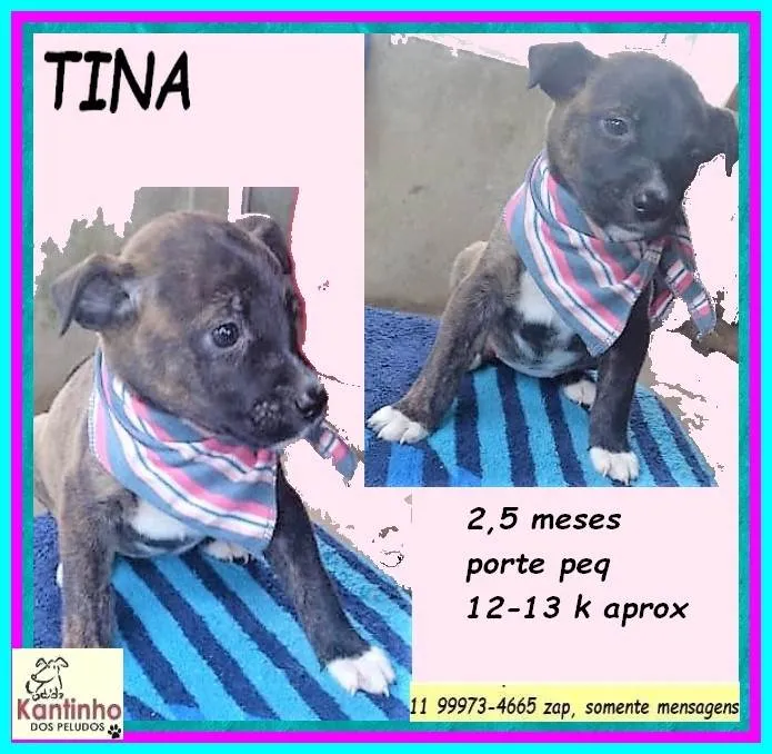 Cachorro ra a SRD-ViraLata idade 2 a 6 meses nome Tina