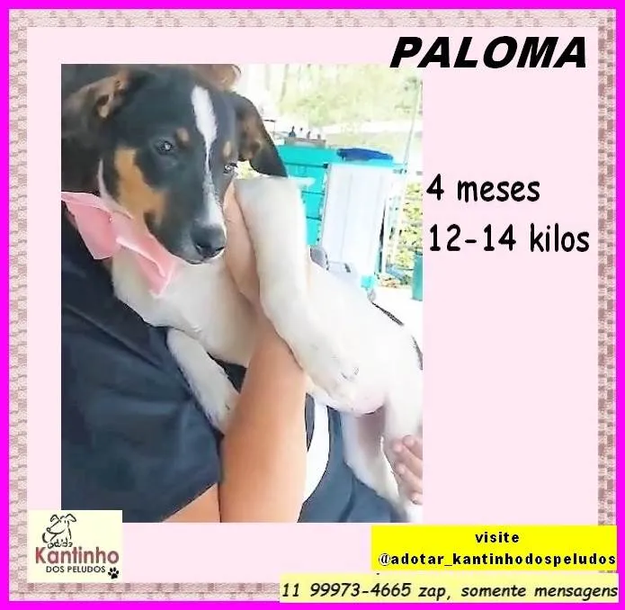 Cachorro ra a SRD-ViraLata idade 2 a 6 meses nome Paloma