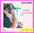 Paloma