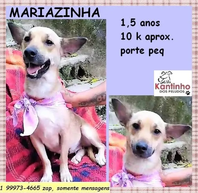 Cachorro ra a SRD-ViraLata idade 1 ano nome Mariazinha