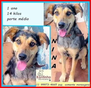 Cachorro raça SRD-ViraLata idade 1 ano nome Nina