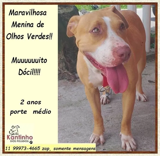 Cachorro ra a SRD-ViraLata idade 2 anos nome Maya