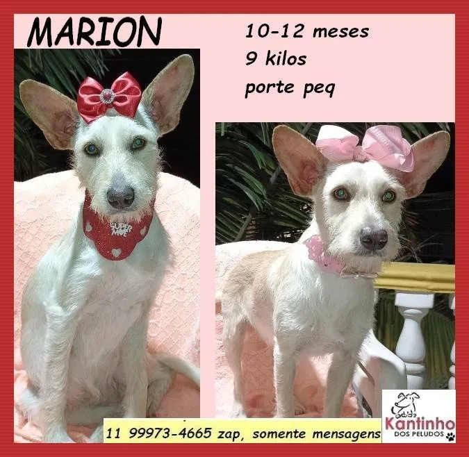 Cachorro ra a SRD-ViraLata idade 7 a 11 meses nome Marion