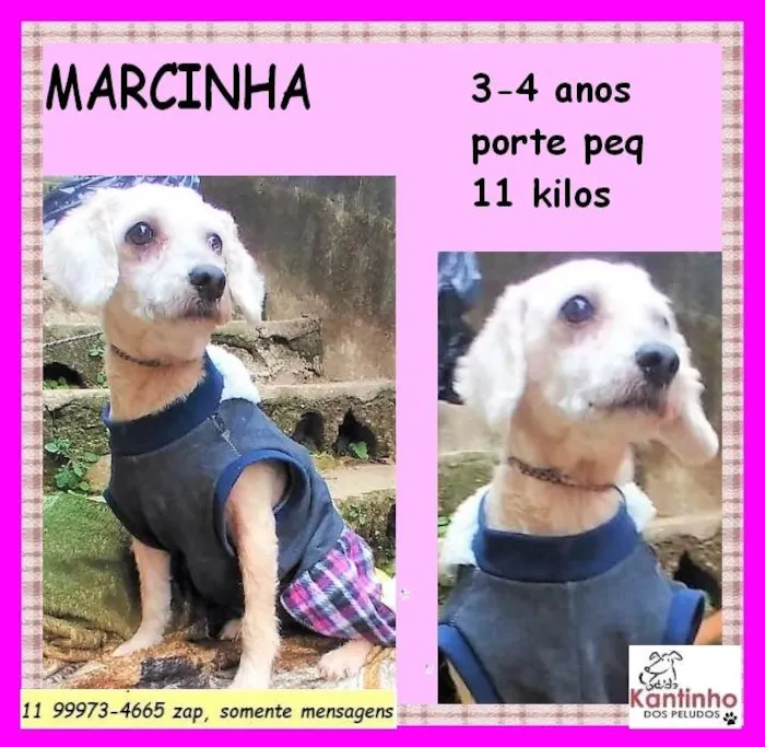 Cachorro ra a SRD-ViraLata idade 3 anos nome Marcinha