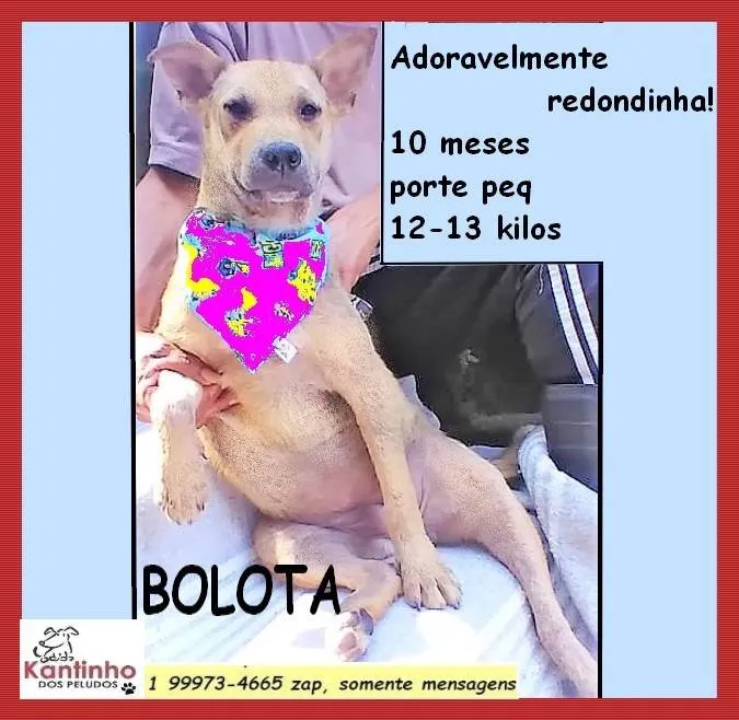 Cachorro ra a SRD-ViraLata idade 7 a 11 meses nome Bolota