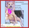 Bolota