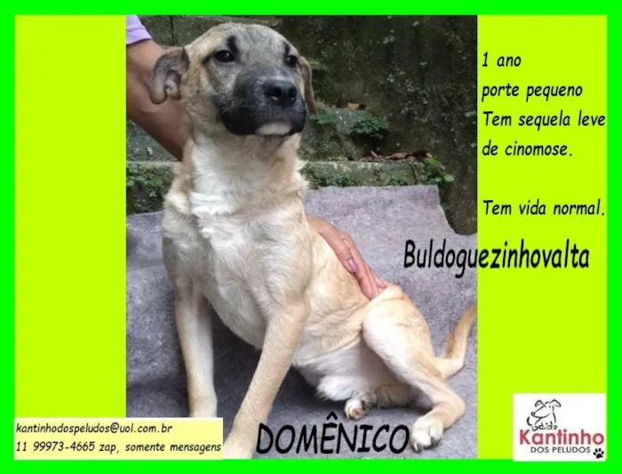 Cachorro ra a SRD-ViraLata idade 1 ano nome Domênico 