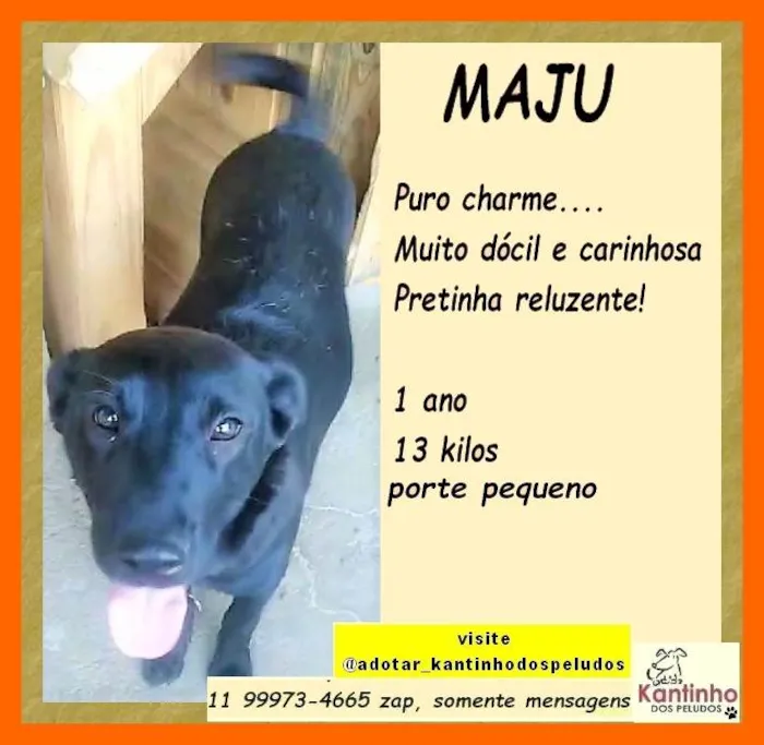 Cachorro ra a SRD-ViraLata idade 1 ano nome Maju