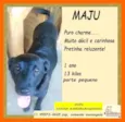 Maju