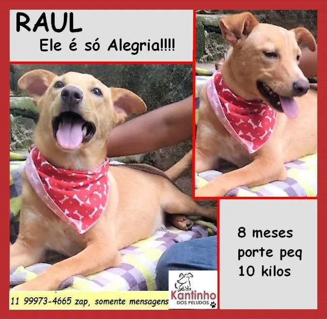 Cachorro ra a SRD-ViraLata idade 7 a 11 meses nome Raul